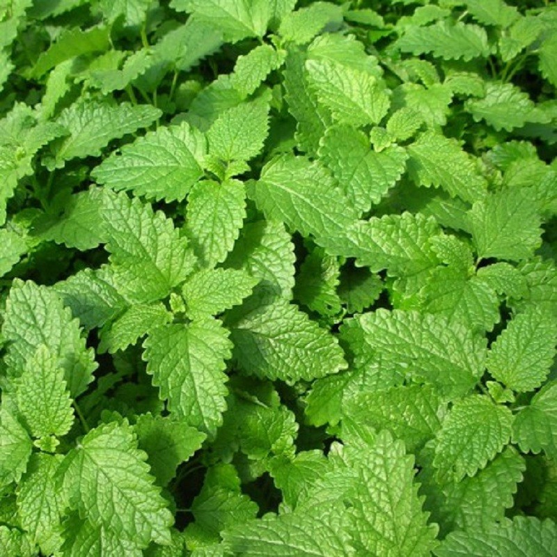 Lot de 4 Mélisses variées
