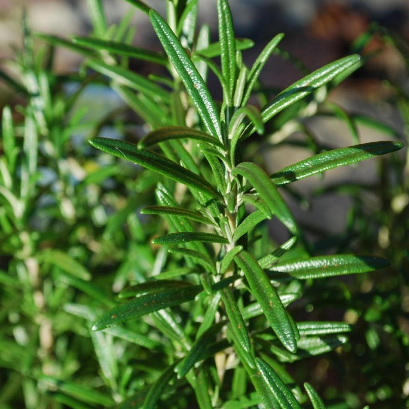 Acheter Romarin officinal 'Tuscan Blue' en godet – Plante aromatique à cultiver