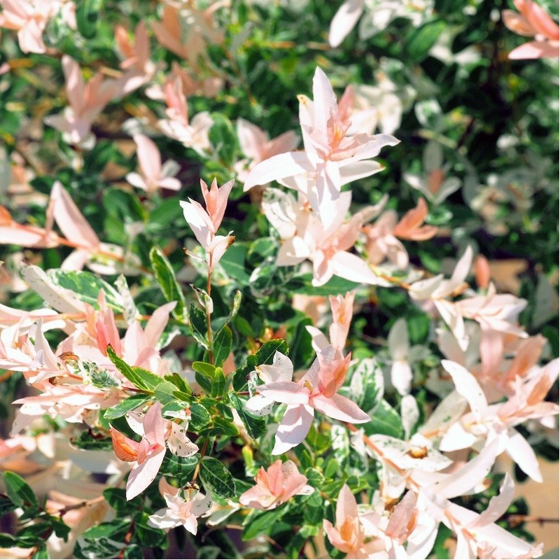 Acheter Saule crevettes en pot – Plante aromatique à cultiver