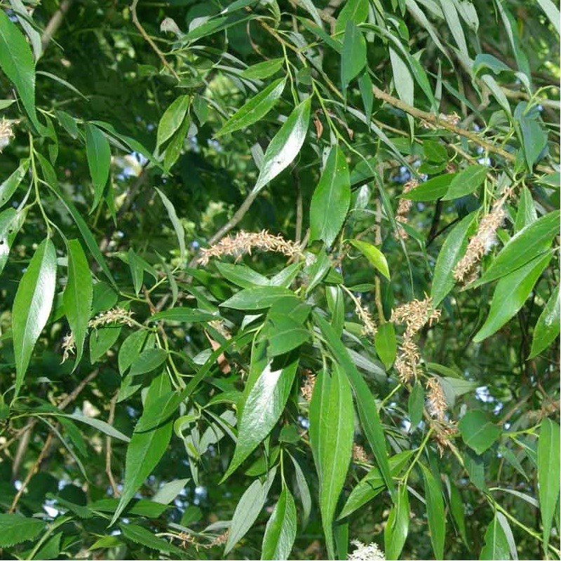 Acheter Saule blanc en pot – Plante aromatique à cultiver