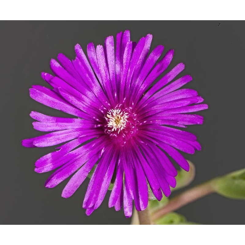 Delosperma Splendid