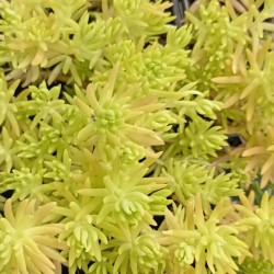 Sedum du Mexique 'Goldmound'