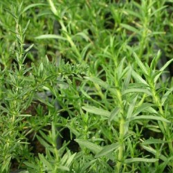 Menthe des cerfs - Mentha cervina