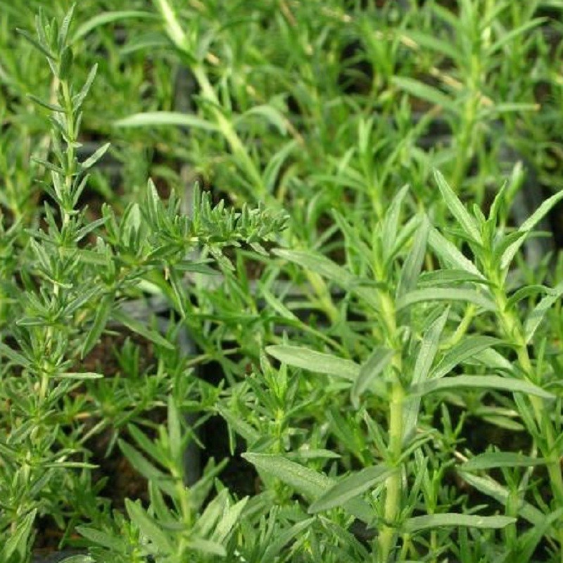 Menthe des cerfs - Mentha cervina