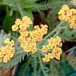 Acheter Achillée millefeuille à fleurs oranges 'Terracotta' en godet – Plante aromatique à cultiver