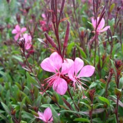 Gaura Pink ⌀ 15cm 1.5 Litre