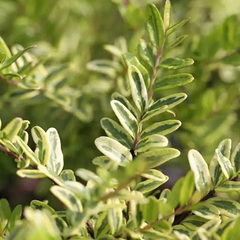 Chèvrefeuille arbustif Lemon Beauty