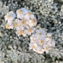 Achillea umbellata