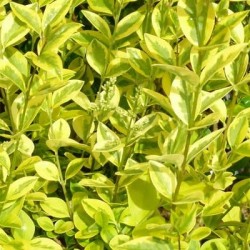 Acheter Troène Doré de Californie en pot – Plante arbuste à cultiver