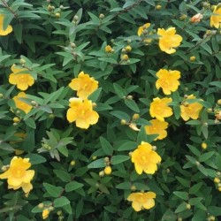 Millepertuis Hypericum "hidcote"