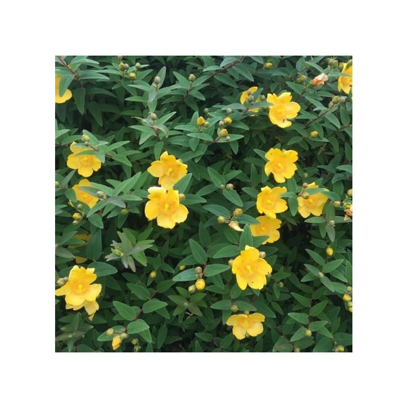 Millepertuis Hypericum "hidcote"