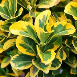 Fusain du Japon 'Aureomarginatus'