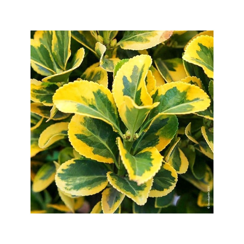 Fusain du Japon 'Aureomarginatus'