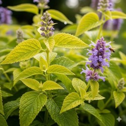 Achetez Agastache foeniculum Dorée 'Golden Jubilee' en godet – Plante aromatique à cultiver