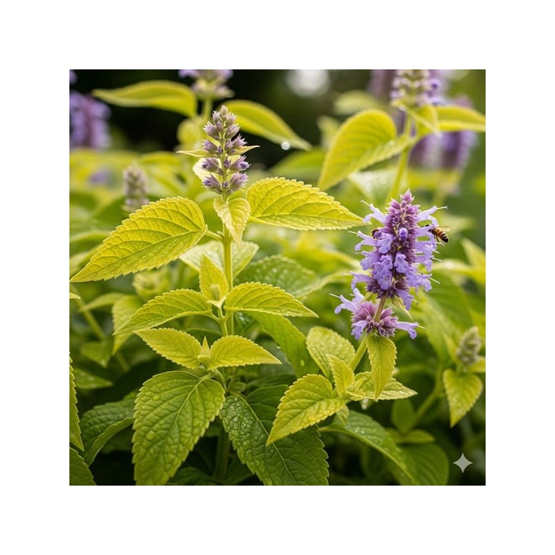 Achetez Agastache foeniculum Dorée 'Golden Jubilee' en godet – Plante aromatique à cultiver