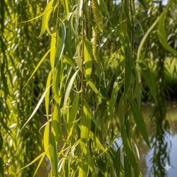 Acheter Saule pleureur en pot – Plante aromatique à cultiver