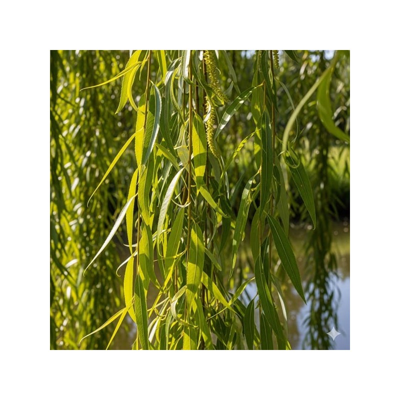 Acheter Saule pleureur en pot – Plante aromatique à cultiver