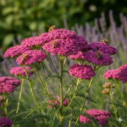 Acheter Achillée millefeuille à fleurs roses en godet – Plante aromatique à cultiver