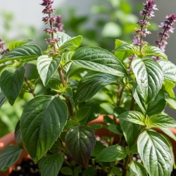 Acheter Basilic Perpétuel (Ocimum basilicum 'Purpurascens') en godet – Plante aromatique à cultiver