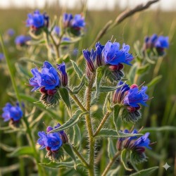 Buglosse officinale