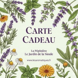 Carte cadeau 20,00 €