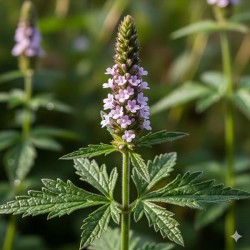 Verveine Officinale