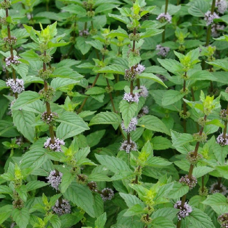 menthe gingembre en godet plante aromatique menthe gingembre en godet plante aromatique