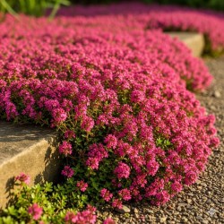 Thym Creeping Red
