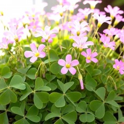 Oxalis amarantha