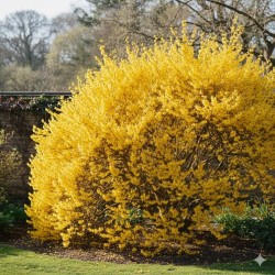 Forsythia
