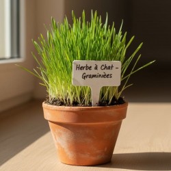 Herbe à chat digestive