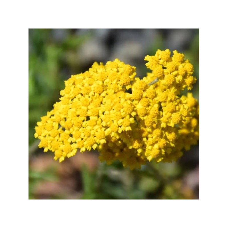 Acheter Achillée millefeuille jaune en godet – Plante aromatique à cultiver