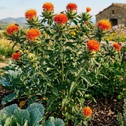 Acheter Carthame des teinturiers en godet – Plante aromatique à cultiver