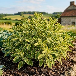 Sauge officinale - Salvia officinalis