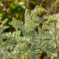 Acheter Armoise Camphre en godet – Plante aromatique à cultiver