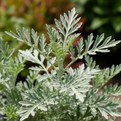 Acheter Armoise cola en pot – Plante aromatique à cultiver