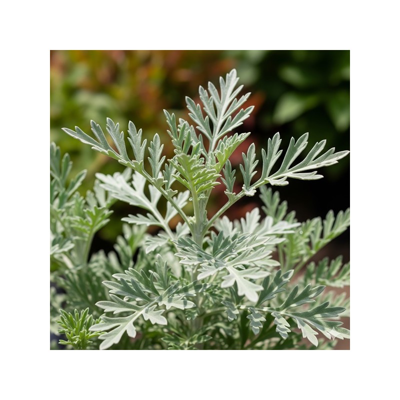 Acheter Armoise cola en pot – Plante aromatique à cultiver