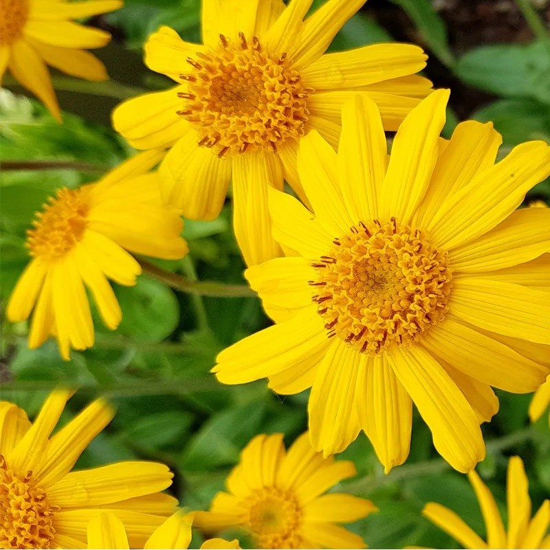 Acheter Arnica montana en pot – Plante aromatique à cultiver