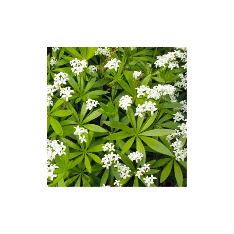 Acheter Aspérule odorante en pot – Plante aromatique à cultiver