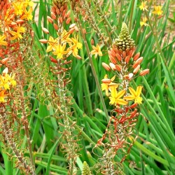 Bulbine frutescens - plante miracle