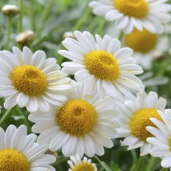 Camomille Romaine - Chamaemelum nobile ou Anthemis nobilis