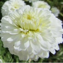 Camomille Romaine - Chamaemelum nobile ou Anthemis nobilis