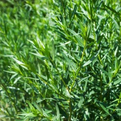 estragon vrai français en godet plante aromatique