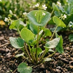 Acheter Clayton de Cuba - Pourpier d'hiver en godet – Plante aromatique à cultiver