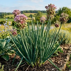 Acheter Poireau Perpétuel en godet – Plante aromatique à cultiver