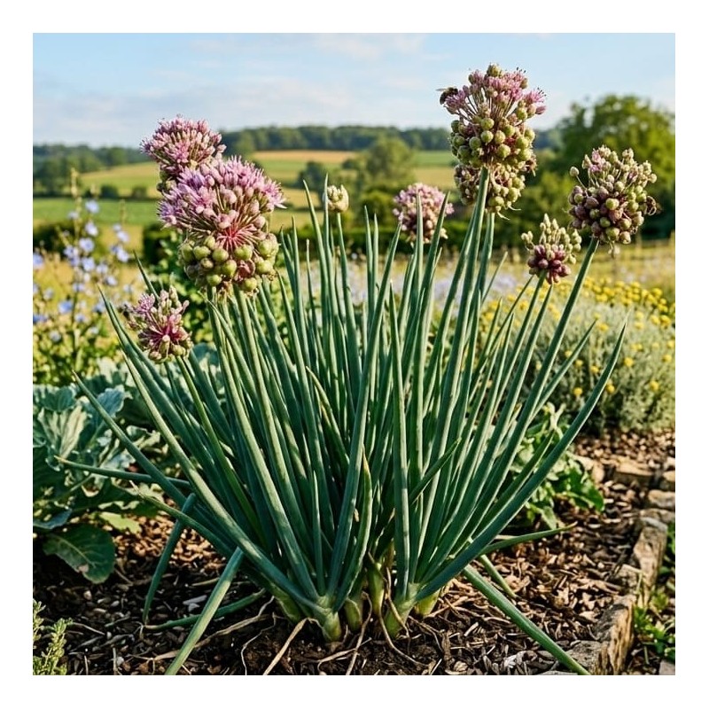 Acheter Poireau Perpétuel en godet – Plante aromatique à cultiver