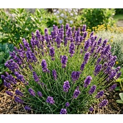 Acheter Lavande officinale vraie pourpre en godet – Plante aromatique parfumée