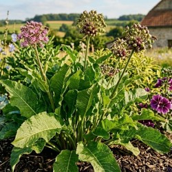 Acheter Raifort de l'Ardèche en godet – Plante aromatique à cultiver