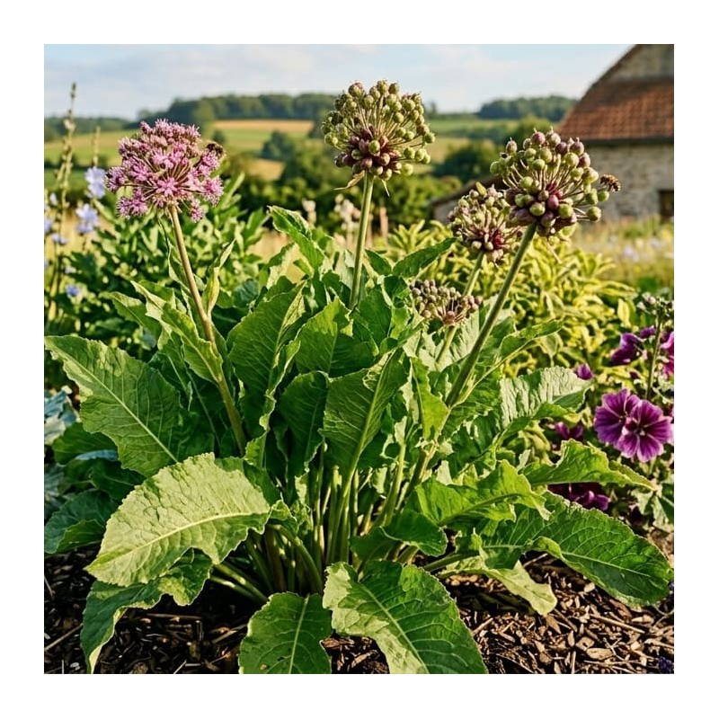Acheter Raifort de l'Ardèche en godet – Plante aromatique à cultiver