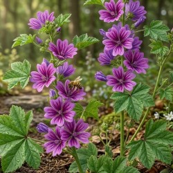 Acheter Mauve des bois en godet – Plante aromatique parfumée